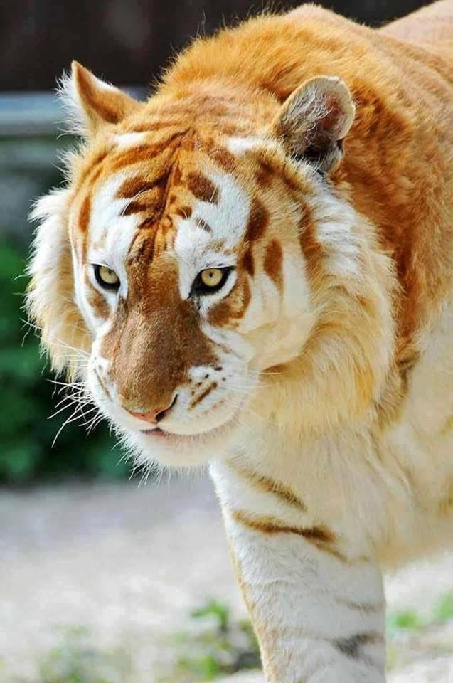Meet The Golden Tabby Hybrid Tiger